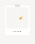Polli stud
